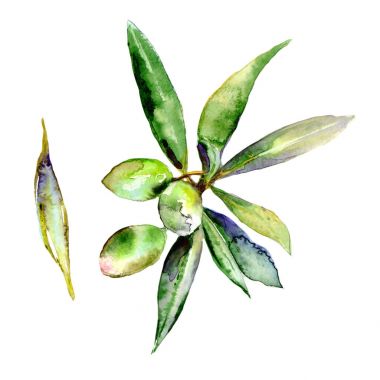 Zeytin ağacı izole bir suluboya tarzında.