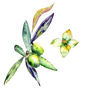 Zeytin ağacı izole bir suluboya tarzında.