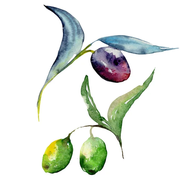 Olivovník ve stylu akvarelu, samostatný. — Stock fotografie