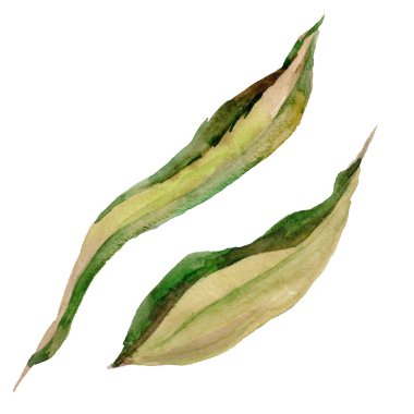 Kır çiçeği gül çiçek izole bir suluboya tarzında.