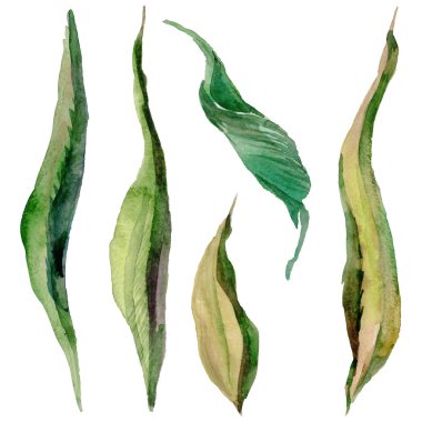 Kır çiçeği gül çiçek izole bir suluboya tarzında.