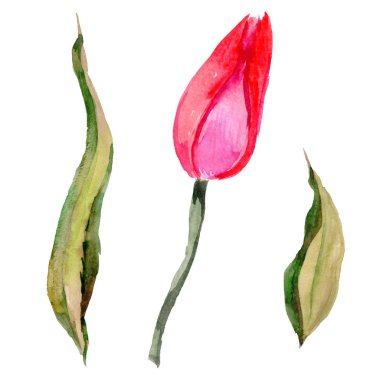 Kır çiçeği Lale çiçek izole bir suluboya tarzında.