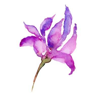 Kır çiçeği çiçek izole bir suluboya tarzında.