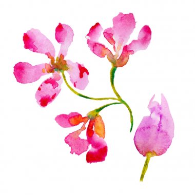 Kır çiçeği çiçek izole bir suluboya tarzında.