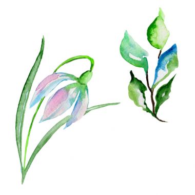 Kır çiçeği çiçek izole bir suluboya tarzında.