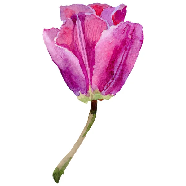 Flor de tulipa de flores silvestres em um estilo aquarela isolado . — Fotografia de Stock