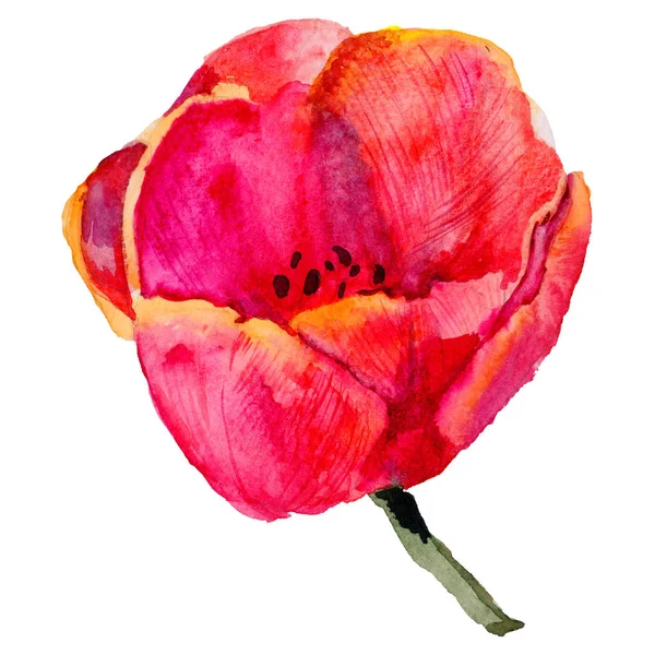 Wildflower tulip bloem in een aquarel stijl geïsoleerd. — Stockfoto
