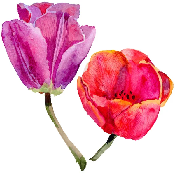 Wildflower tulip bloem in een aquarel stijl geïsoleerd. — Stockfoto