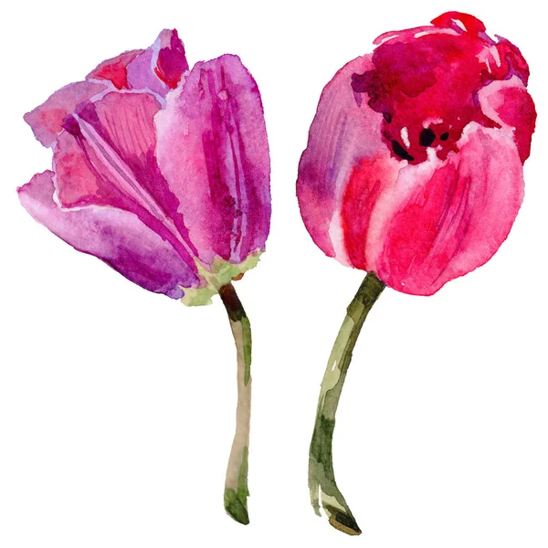 Flor de tulipán silvestre en un estilo de acuarela aislado . —  Fotos de Stock
