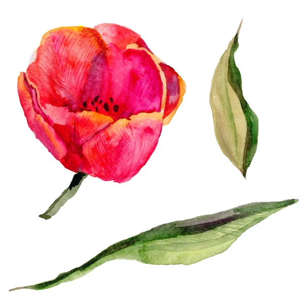 Fleur de tulipe de fleurs sauvages dans un style aquarelle isolé . — Photo