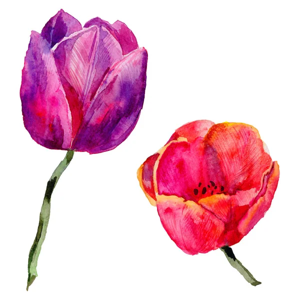 Flor de tulipa de flores silvestres em um estilo aquarela isolado . — Fotografia de Stock