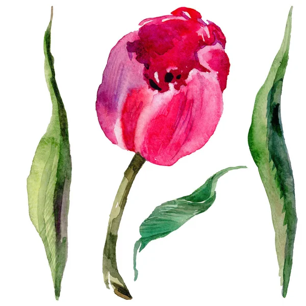 Fleur de tulipe de fleurs sauvages dans un style aquarelle isolé . — Photo