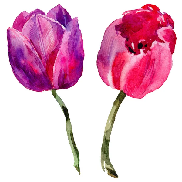 Wildflower tulip bloem in een aquarel stijl geïsoleerd. — Stockfoto