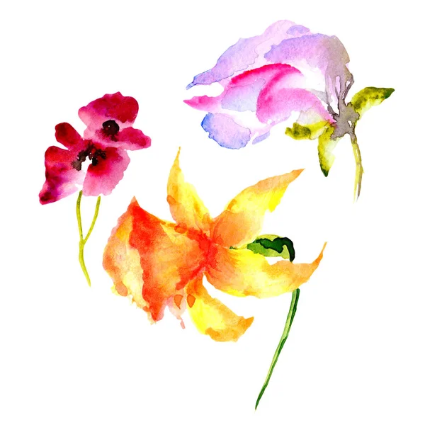 Fiore di campo in uno stile acquerello isolato . — Foto Stock