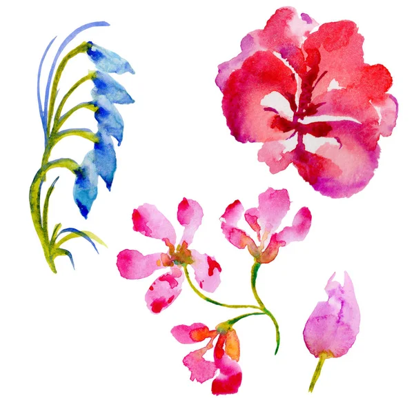 Kır çiçeği çiçek izole bir suluboya tarzında.