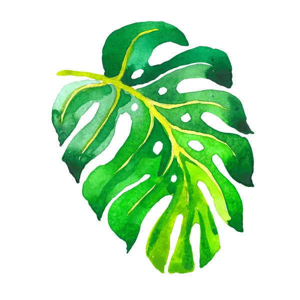 Tropické Hawaii listy palmy ve stylu akvarelu, samostatný. — Stock fotografie