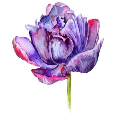 Kır çiçeği Lale çiçek izole bir suluboya tarzında.