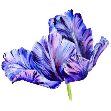 Kır çiçeği Lale çiçek izole bir suluboya tarzında.