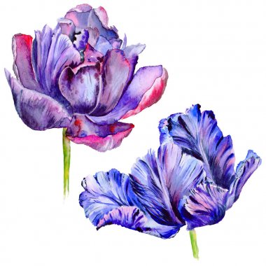 Kır çiçeği Lale çiçek izole bir suluboya tarzında.