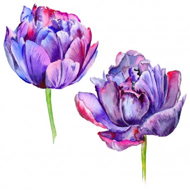 Kır çiçeği Lale çiçek izole bir suluboya tarzında.