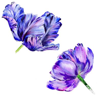 Kır çiçeği Lale çiçek izole bir suluboya tarzında.