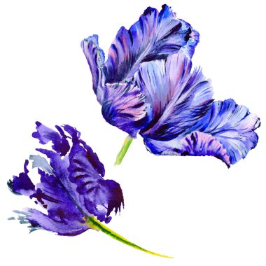 Kır çiçeği Lale çiçek izole bir suluboya tarzında.