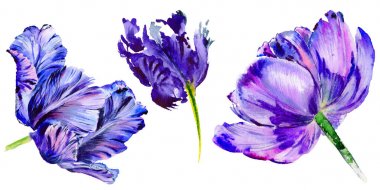 Kır çiçeği Lale çiçek izole bir suluboya tarzında.