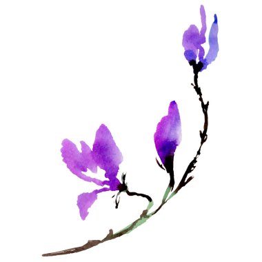 Kır çiçeği Manolya çiçek izole bir suluboya tarzında.