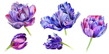 Kır çiçeği Lale çiçek izole bir suluboya tarzında.