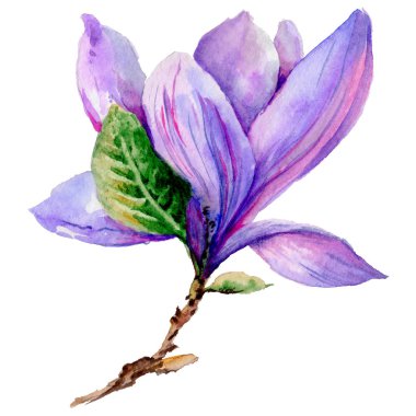 Kır çiçeği Manolya çiçek izole bir suluboya tarzında.