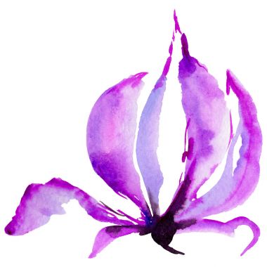 Kır çiçeği Manolya çiçek izole bir suluboya tarzında.