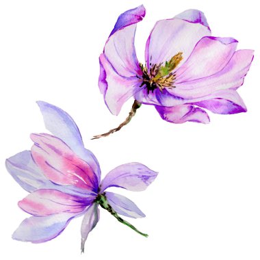 Kır çiçeği Manolya çiçek izole bir suluboya tarzında.