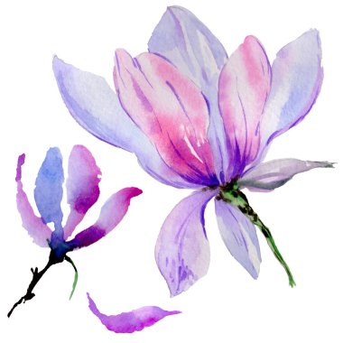 Kır çiçeği Manolya çiçek izole bir suluboya tarzında.