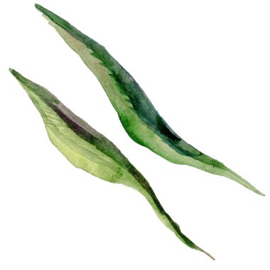 Kır çiçeği gül çiçek izole bir suluboya tarzında.