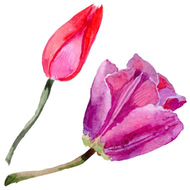 Kır çiçeği Lale çiçek izole bir suluboya tarzında.