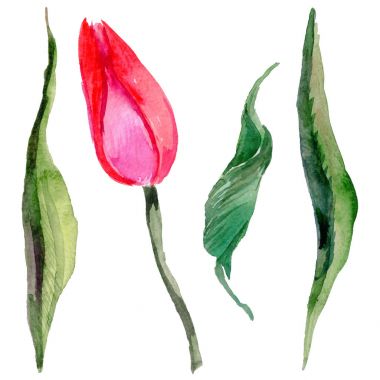 Kır çiçeği Lale çiçek izole bir suluboya tarzında.