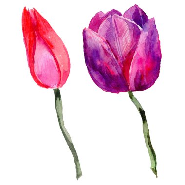 Kır çiçeği Lale çiçek izole bir suluboya tarzında.