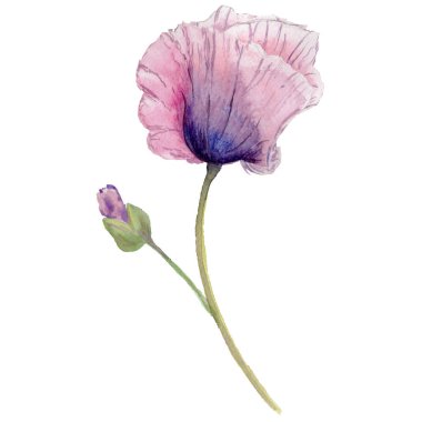 Kır çiçeği haşhaş çiçek izole bir suluboya tarzında.