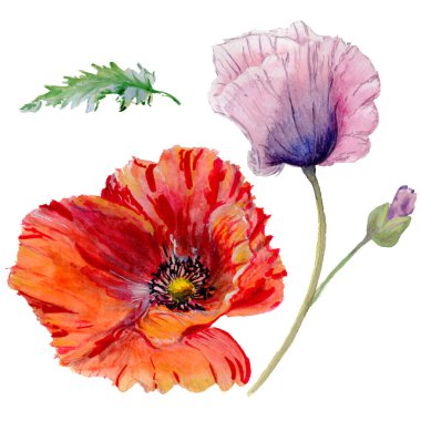 Kır çiçeği haşhaş çiçek izole bir suluboya tarzında.