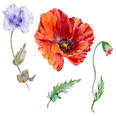 Kır çiçeği haşhaş çiçek izole bir suluboya tarzında.