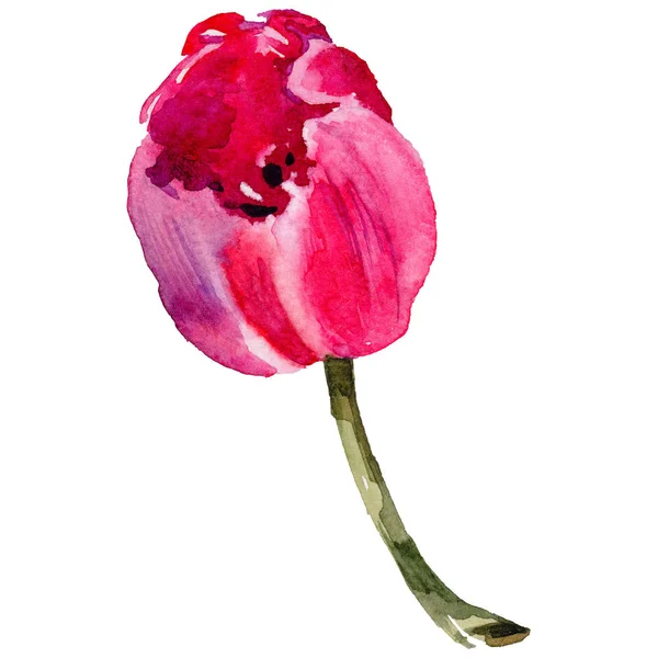 Wildflower tulip bloem in een aquarel stijl geïsoleerd. — Stockfoto