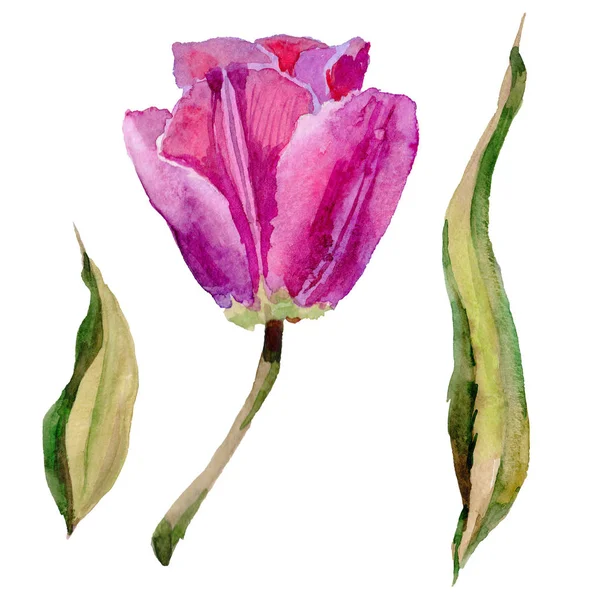 Kır çiçeği Lale çiçek izole bir suluboya tarzında.