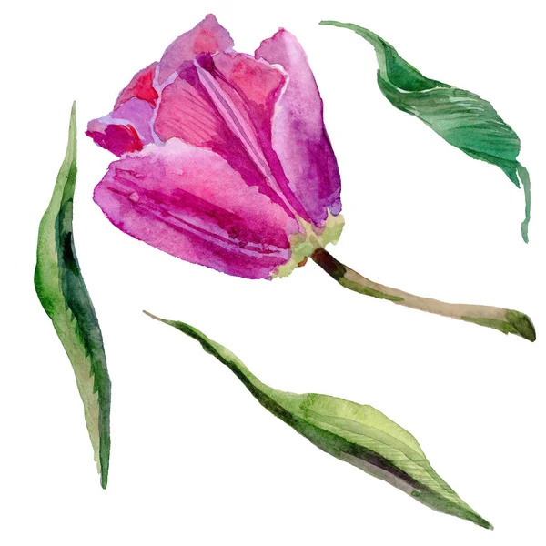 Wildflower tulip flower in a watercolor style isolated. — Stock Photo, Image