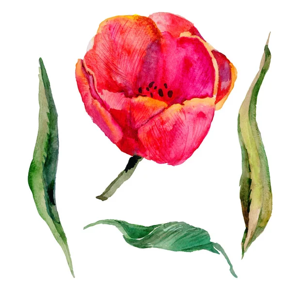 Flor de tulipa de flores silvestres em um estilo aquarela isolado . — Fotografia de Stock