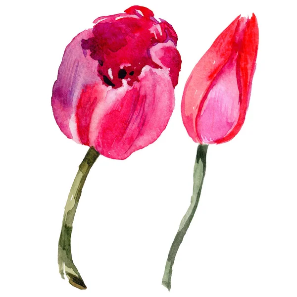 Fiore di tulipano di fiori selvatici in uno stile di acquerello isolato . — Foto Stock