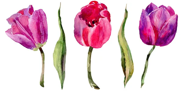 Wildflower tulip bloem in een aquarel stijl geïsoleerd. — Stockfoto