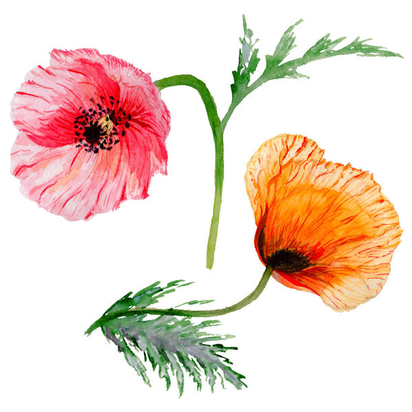 Цветок мака в акварельном стиле изолирован
.