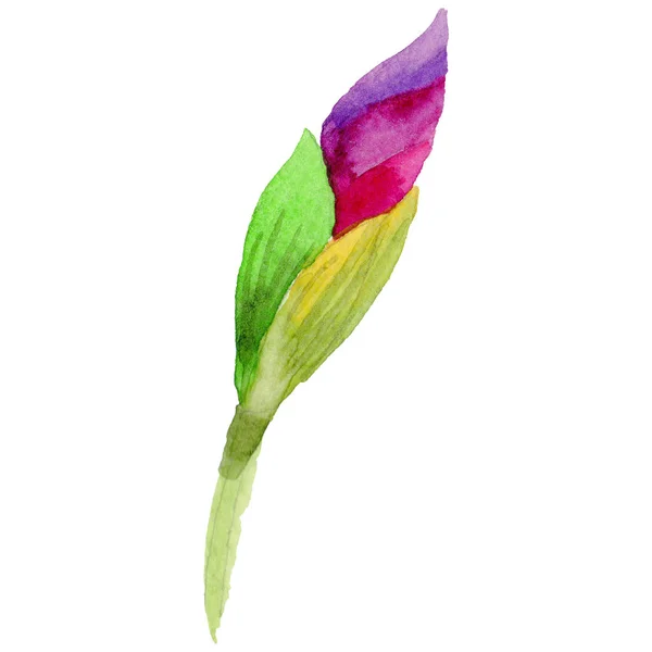 分離された水彩画のワイルドフラワー菖蒲の花. — ストック写真