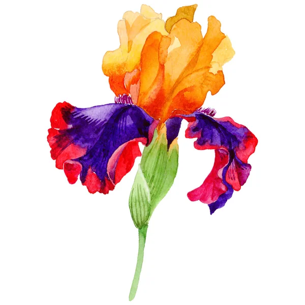 Flor silvestre íris flor em um estilo aquarela isolado . — Fotografia de Stock