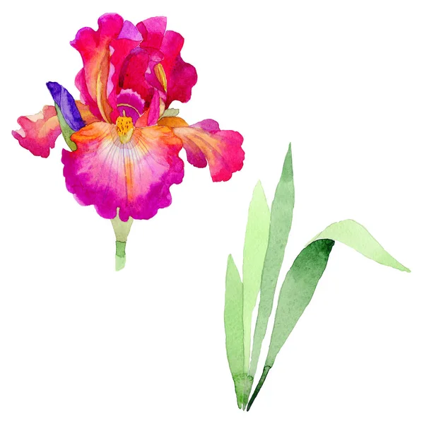 Wildflower Iris blomma i akvarell stil isolerade. — Stockfoto